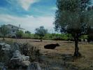 Vente Terrain Ade CASTELO-MENDO,-ADE,-MONTEPEROBOLSO-E-MESQUITELA 4600 m2 Portugal