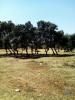 Vente Terrain Alcanena MALHOU,-LOURICEIRA-E-ESPINHEIRO 5620 m2 Portugal