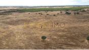 Vente Terrain Almodovar SANTA-CRUZ 32767 m2 Portugal