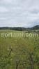 Vente Terrain Anadia  Portugal