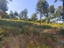 Vente Terrain Andorinha LAGARES-DA-BEIRA 6100 m2 Portugal