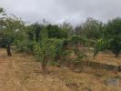 Vente Terrain Andorinha LAGARES-DA-BEIRA 1896 m2 Portugal