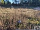 Vente Terrain Ansiao ANSIA£O 351 m2 Portugal