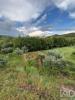 Vente Terrain Castelo-branco SARZEDAS 1400 m2 Portugal