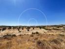 Vente Terrain Castro-marim CASTRO-MARIM 32767 m2 Portugal