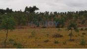 Vente Terrain Cercal-do-alentejo CERCAL 31000 m2 Portugal
