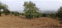 Vente Terrain Faro CONCEIAAO-E-ESTOI 6400 m2 Portugal