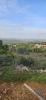 Vente Terrain Faro SANTA-BARBARA-DE-NEXE 1480 m2 Portugal
