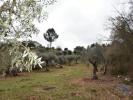 Vente Terrain Ferreira-do-zezere CHAOS 8880 m2 Portugal