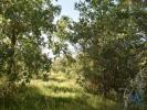 Vente Terrain Ferreira-do-zezere AREIAS-E-PIAS 5960 m2 Portugal