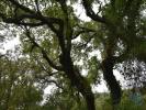 Vente Terrain Ferreira-do-zezere CHA£OS 4120 m2 Portugal