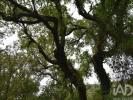 Vente Terrain Ferreira-do-zezere CHA£OS 4120 m2 Portugal