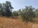 Vente Terrain Ferreira-do-zezere CHA�OS 1560 m2 Portugal