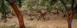 Vente Terrain Grandola GRANDOLA-E-SANTA-MARGARIDA-DA-SERRA 32767 m2 Portugal