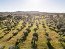 Vente Terrain Grandola 13250 m2 Portugal