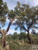 Vente Terrain Idanha-a-nova MONSANTO-E-IDANHA-A-VELHA 4120 m2 Portugal
