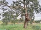 Vente Terrain Leiria AMOR 2619 m2 Portugal
