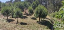Vente Terrain Leiria  2500 m2 Portugal