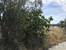 Vente Terrain Leiria COLMEIAS-E-MEMA�RIA 1793 m2 Portugal