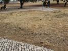 Vente Terrain Loule  465 m2 Portugal