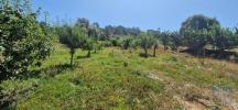 Vente Terrain Mafra AZUEIRA-E-SOBRAL-DA-ABELHEIRA 8187 m2 Portugal