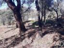 Vente Terrain Monchique MONCHIQUE 1360 m2 Portugal