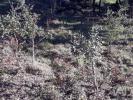 Vente Terrain Monchique MONCHIQUE 580 m2 Portugal
