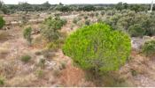 Vente Terrain Nisa ALPALHAO 13000 m2 Portugal