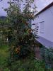 Vente Maison Oliveira-do-hospital PENALVA-DE-ALVA-E-SAO-SEBASTIAO-DA-FEIRA 68 m2 Portugal