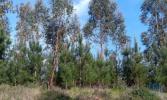 Vente Terrain Pedrogao-grande GRAAA 8120 m2 Portugal
