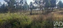 Vente Terrain Pedrogao-grande PEDRA�GA�O-GRANDE 3200 m2 Portugal