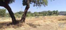 Vente Terrain Penamacor ARANHAS 2040 m2 Portugal