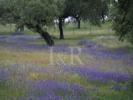 Vente Terrain Portalegre URRA 32767 m2 Portugal