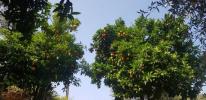 Vente Maison Seia 37 m2 Portugal