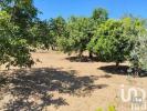 Vente Terrain Serta CASTELO 1600 m2 Portugal