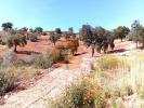 Vente Terrain Tavira SANTA-CATARINA-DA-FONTE-DO-BISPO 4930 m2 Portugal