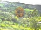 Vente Terrain Tavira TAVIRA-(SANTA-MARIA-E-SANTIAGO) 2411 m2 Portugal