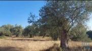 Vente Terrain Torrao  14750 m2 Portugal