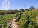 Vente Terrain Vila-do-bispo 1240 m2 Portugal