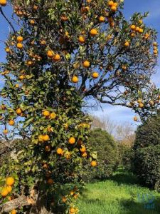 Vente Terrain ALBUFEIRA 8200