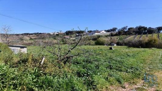 Vente Terrain ALCOBACA 2460
