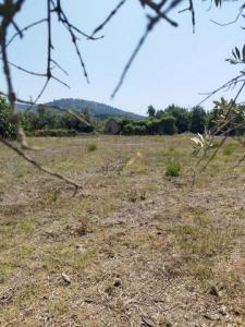 Vente Terrain ALCOBACA 2460