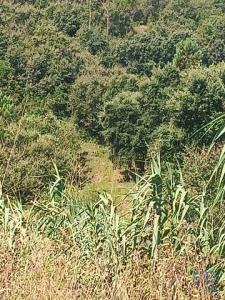 Vente Terrain ALCOBACA 2460