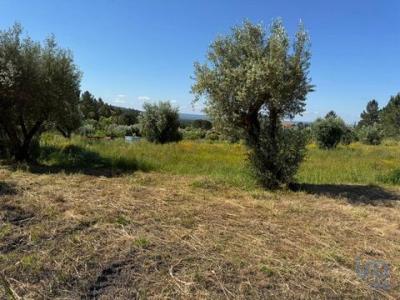 Vente Terrain ALEM-DA-RIBEIRA 2305