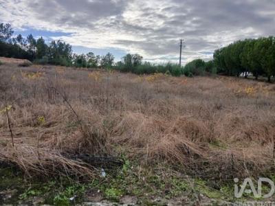 Vente Terrain ALMEIRIM 2080