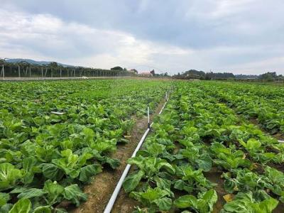 Vente Terrain BARCELOS 4750