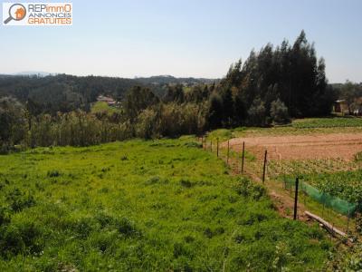 Vente Terrain CALDAS-DA-RAINHA 2500