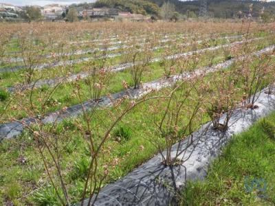 Vente Terrain COVILHA 6200