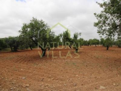 Vente Terrain FARO 8000