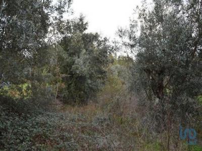 Vente Terrain FERREIRA-DO-ZEZERE 2240